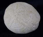 Eupatagus (Oymnopatagus) antillarum (COTTEAU 1875) - Bild &copy; FossNet FossilienStore